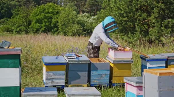养蜂过程 戴防护帽的养蜂人用木箱工作 蚜虫学家检查花园蜂窝中的蜜蜂 夏天的四月 — 图库视频影像