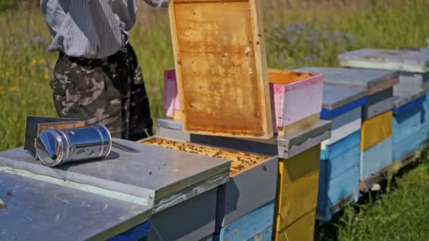 Méhészeti Eljárás Apiarista Dolgozik Közelében Fából Készült Méhkaptárak Vidéken Csalánkiütés — Stock videók