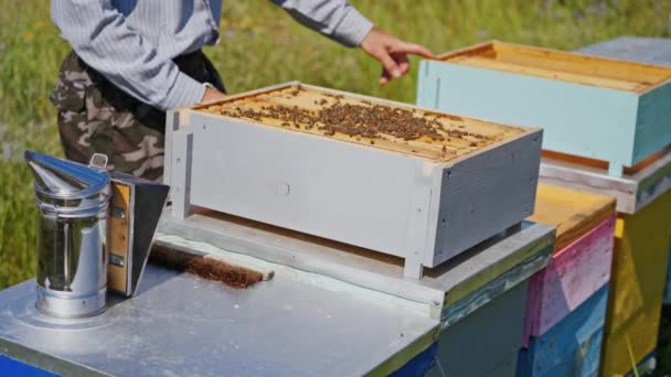 Bienenstöcke Mit Bienen Imker Stehen Neben Holzkisten Bienen Krabbeln Einem — Stockvideo