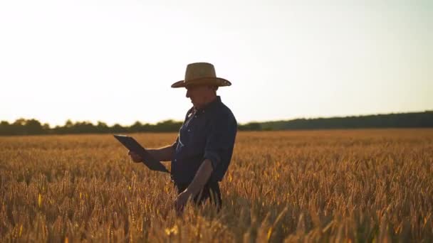 Αγρότης Εξετάζει Καλλιέργεια Στο Πεδίο Ηλικιωμένος Καυκάσιος Αρσενικός Αγρότης Αγγίζει — Αρχείο Βίντεο