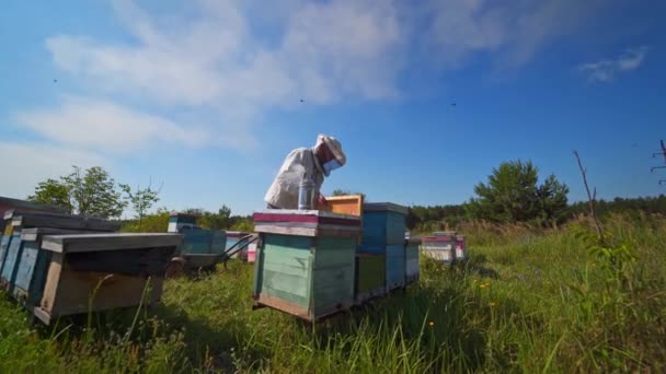 青い空の下のアピール チムニーはハイブリッドでタバコを吸っている 夏に木製の巣の近くで働いている養蜂家 緑の自然の中での農業 — ストック動画