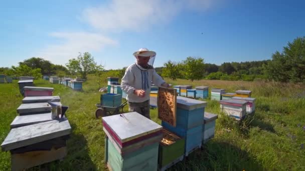 Органическая Ферма Ульями Мужчина Пчеловод Защитной Шляпе Осматривает Пчел Пасеке — стоковое видео