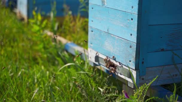 ハイブの入り口で蜂が這っている 木製のハイブの近くを飛行し ネクター花粉を運ぶビーズ ビーハウス エコ農業事業について クローズアップ — ストック動画