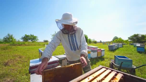 Méhész Egy Méhkertben Védősapkás Gazda Méhkaptárból Származó Méhekkel Fésüli Méztermést — Stock videók