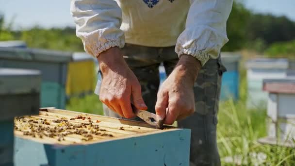 Arı Bahçesindeki Çiftçi Arı Kovanına Bakan Koruyucu Şapkalı Bir Arı — Stok video