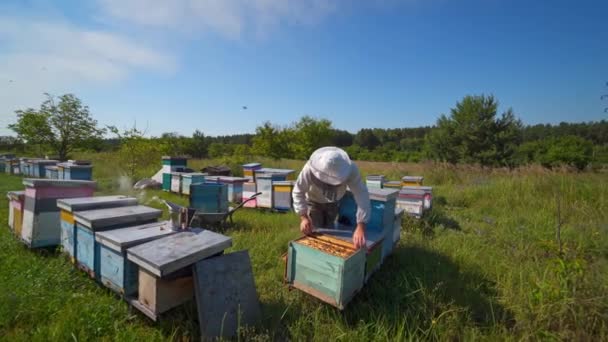 自然界中的养蜂过程 在晴朗的夏日 专业的蚜虫学家在一个框架上检查蜜蜂 养蜂场上的木蜂窝 — 图库视频影像