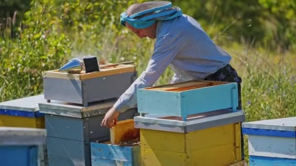 Apiarysta Opiekuje Się Pszczołami Pszczelarz Pracujący Pobliżu Drewnianych Uli Tle — Wideo stockowe