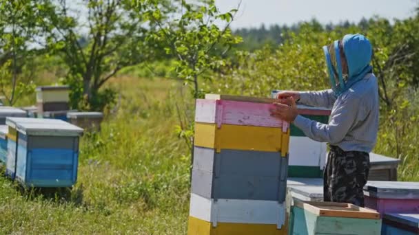 Μελισσοκόμος Κοντά Ξύλινες Κυψέλες Αγρότης Δουλεύει Μελίσσια Στο Μελισσοκομείο Την — Αρχείο Βίντεο