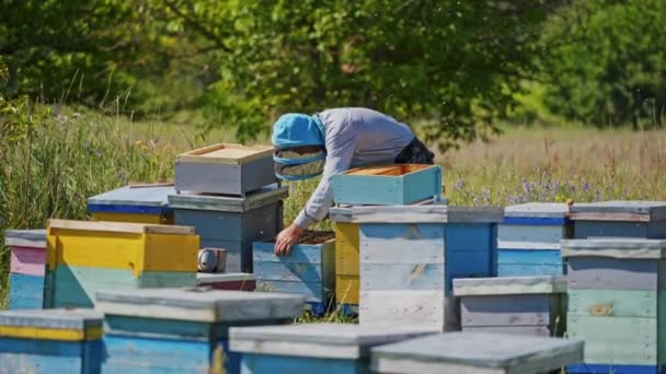Včelí Domy Včelíně Včelař Prohlíží Včely Dřevěných Úlech Produkce Medu — Stock video