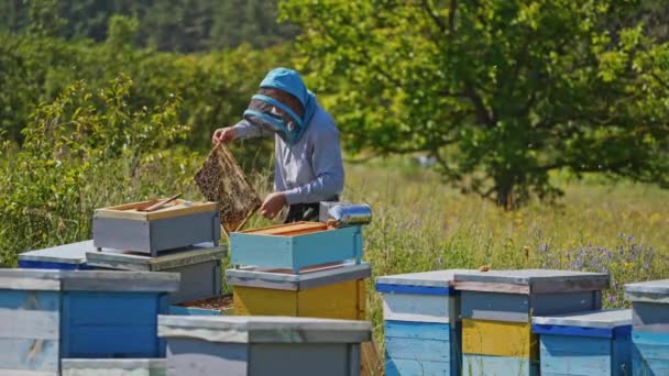 农民在一个框架上检查蜜蜂 头戴防护帽的围观者看着围裙上的蜂窝 许多蜂窝的背景是绿色的 — 图库视频影像