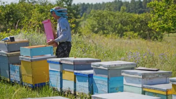 Méhész Méhészeten Méhek Repkednek Kaptárak Közelében Fényes Nyári Napon Méhész — Stock videók