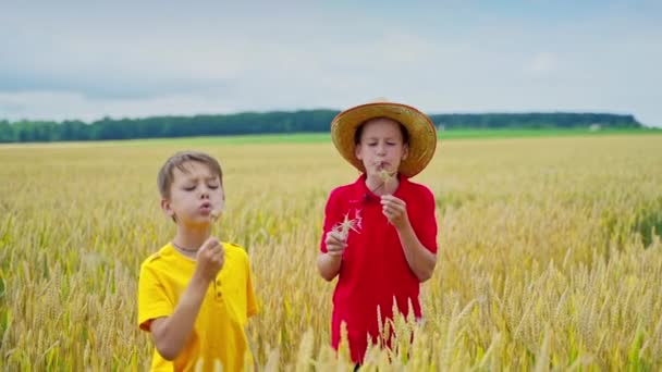 男の子は白いタンポポを吹く 子供たちは黄色いフィールドに立って 一緒に素晴らしい時間を過ごしています 田舎の夏休みについて — ストック動画