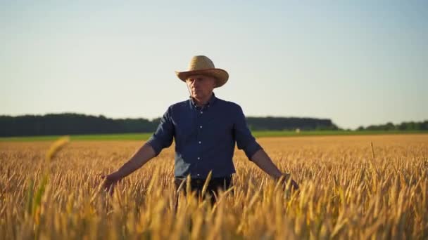 黄金田里的农艺学家农民头戴草帽行走在农业植物中 日落时分触摸麦穗 — 图库视频影像
