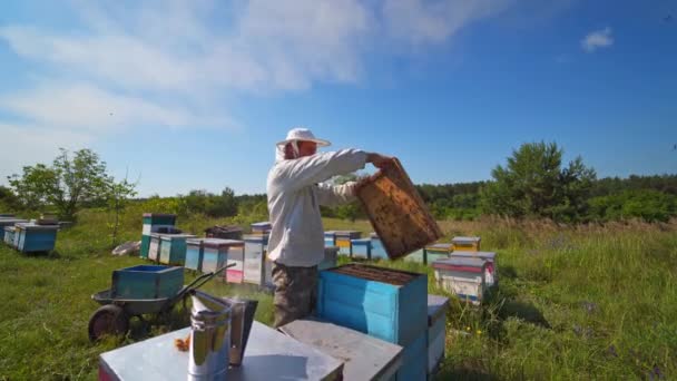 Mutlu Arı Efendisi Arı Yetiştirir Apiarist Mavi Gökyüzüne Karşı Arılarla — Stok video