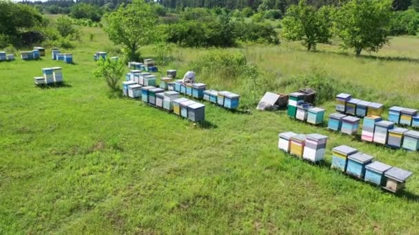 夏の農業について 緑の自然の中にある木製のハーブの数 養蜂家は養蜂家で働いている 保管事業について エアリアルビュー — ストック動画