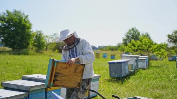 Včelař Dřevěnou Krabicí Včelí Farmě Zkušený Včelař Ochranném Klobouku Pracující — Stock video