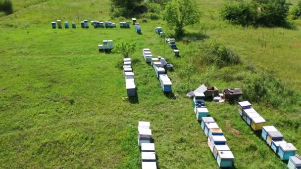 Beehive Boxes Bee Farm Wooden Hives Apiary Summer Beekeeper Works — Stock Video