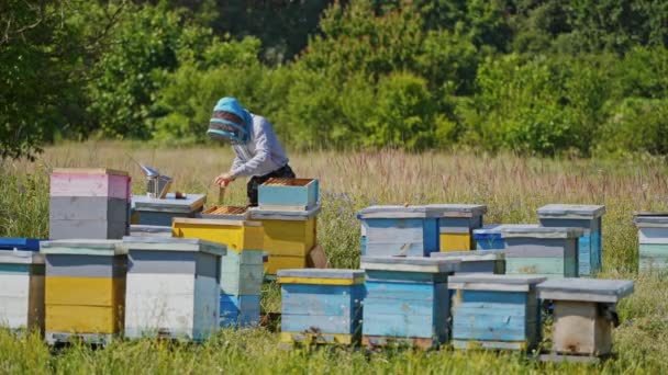여름에 키퍼는 사이에 농장에서 작동합니다 꿀벌에 파란색과 노란색 하이브 — 비디오