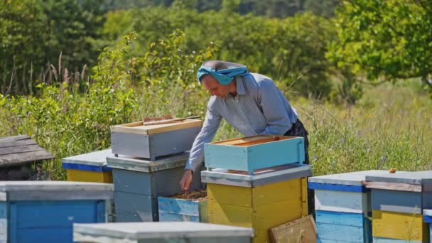 Méhész Kaptárak Közelében Zöld Kertben Tapasztalt Méhész Ember Méhházakban Gondozza — Stock videók