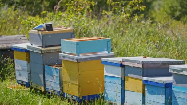 Elfoglalt Méhek Repülnek Méhkaptárak Felett Egy Sor Fából Készült Méh — Stock videók