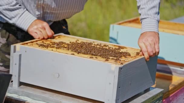 ビーキーパーはハチとフレームをきちんと握っています 男は蜂蜜を調べる エイリアンは養蜂場で養蜂をしています 蜂がハニカムで這っている クローズアップ — ストック動画