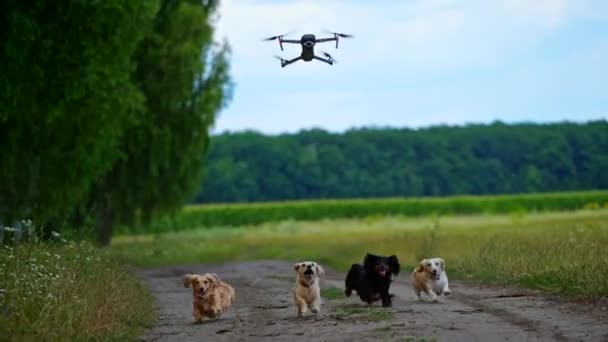 野外で遊んでいる犬たち フィールド近くの道路を走っているおかしいペットの動物と彼らの上を飛ぶ無人機の上に吠える — ストック動画