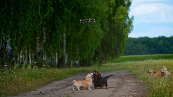 Funny Dogs Outdoors Well Groomed Dogs Bark Drone Flying Heads — Stock Video