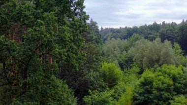 Yazın çok güzel bir orman. Gündüz vakti yeşil manzara. Ormanın muhteşem bir manzarası var. Ormanda huzurlu bir atmosfer.