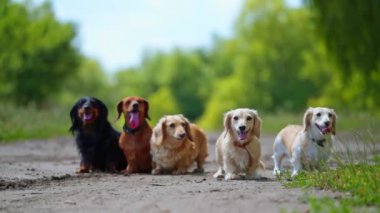 Arazideki soylu köpekler. Arka planda bulanık duran beş dachshundun portresi. Farklı renklerde güzel evcil köpekler..