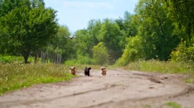 Koşan köpekler ve drone. Kırsal kesimde komik hayvanlar yolda koşar. İnsansız hava aracı güneşli bir yaz gününde evcil hayvanlara eşlik eder..