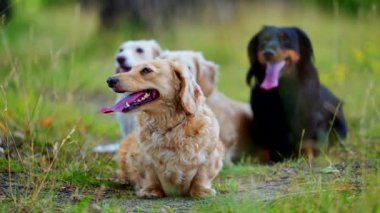 Dachshundların portresi. Sıcak yaz gününde yeşil çimlerin üzerinde oturan sevimli köpekler. Evcil hayvanlar doğanın içinde dinleniyor.