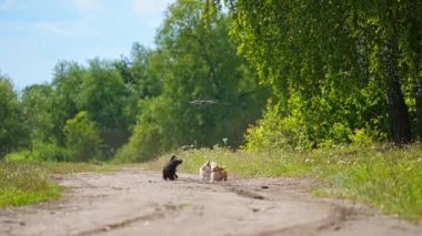 Komik dachshundlar ve drone. Yeşil doğa arka planında koşan ve zıplayan eğlenceli köpekler. Mutlu hayvanlar dışarıda yürüyor ve uçan drona havlıyor..