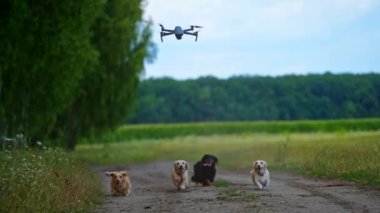Doğanın aktif köpekleri. Bir grup köpek yazın ormanın yakınında yolda koşuyor. Mutlu hayvanlar dışarıda oynar..
