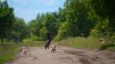 Dışarıda oynak köpekler var. Komik köpekler yaz mevsiminde yeşil doğa arka planında uçan insansız hava aracına atlar ve atlarlar..