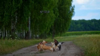 Dışarıda güzel köpekler var. Evcil hayvanlar yeşil arka planda evcil hayvanların üzerinde uçan insansız hava aracına havlıyor..