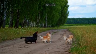 Soylu köpekler ve drone. Sevimli dachshundlar kırsal kesimde yürüyor ve kafalarının üstünde drone havlıyor..