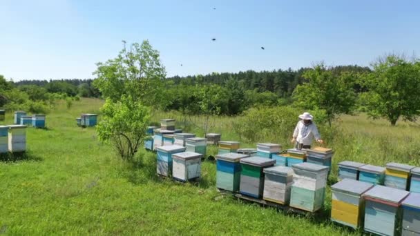 夏のビーガーデン 美しい緑の自然の背景に木製の蜂蜜の近くの養蜂家で働いています カメラアップ — ストック動画