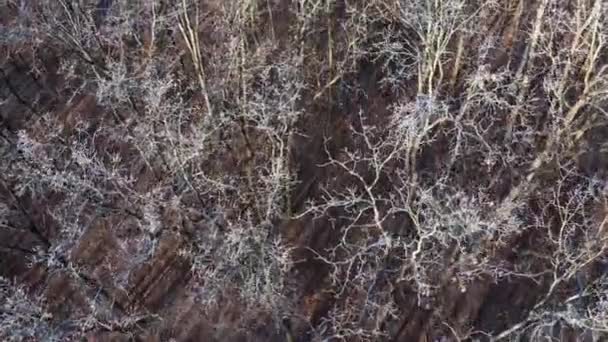 Δάσος Χειμώνα Πετάξτε Πάνω Από Γυμνά Δέντρα Παγωμένα Κλαδιά Φύση — Αρχείο Βίντεο