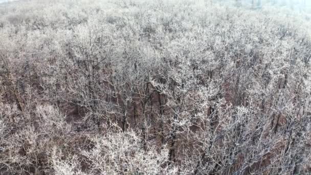 树梢冻死了冬天的森林没有叶子的白树的景观 冬天美丽的林地 高空鸟瞰 — 图库视频影像