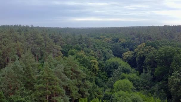 Bosque Por Mañana Tops Árboles Verdes Naturaleza Paisaje Vista Panorámica — Vídeos de Stock