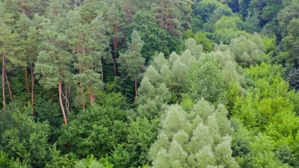 Tops Árvores Floresta Floresta Verde Verão Cores Brilhantes Árvores Misturadas — Vídeo de Stock