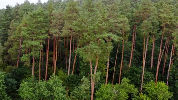 Pinhais Floresta Verde Verão Fundo Árvores Altas Floresta Bela Natureza — Vídeo de Stock