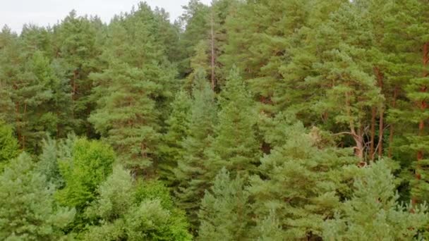 Dennenbomen Het Zomerwoud Groene Natuur Achtergrond Van Een Bos Vlucht — Stockvideo