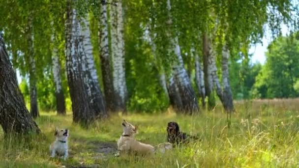 Dobře Upravení Psi Lese Aktivní Domácí Zvířata Létě Hrají Trávě — Stock video