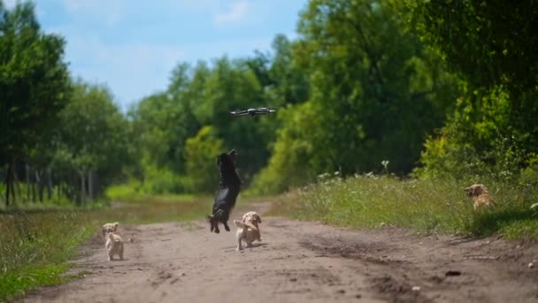 Cães Brincalhões Fora Cães Engraçados Correm Pulam Drone Voando Fundo — Vídeo de Stock