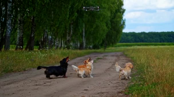 Cani Drone Dell Alveare Gruppo Adorabili Bassotti Camminare Nella Natura — Video Stock