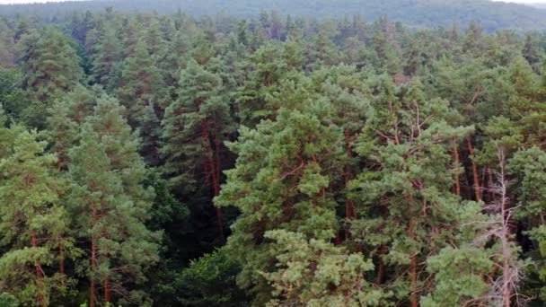 Woodland Com Pinheiros Fundo Florestal Árvores Coníferas Ambiente Tranquilo Floresta — Vídeo de Stock