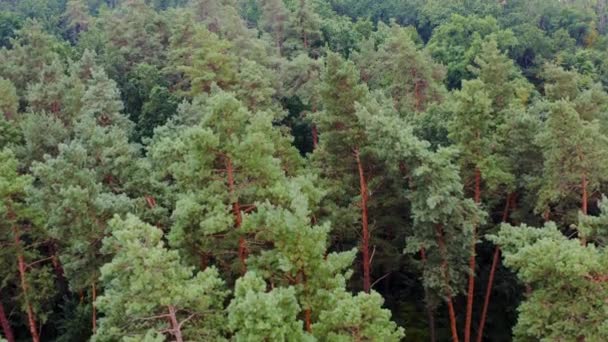 Tops Pinheiros Bela Natureza Floresta Verão Voar Sobre Árvores Verdes — Vídeo de Stock