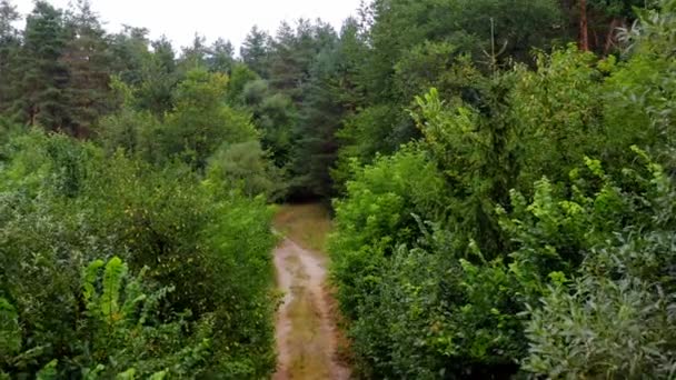 Camino Bosque Naturaleza Fresca Verano Arbustos Verdes Árboles Mixtos Bosque — Vídeos de Stock