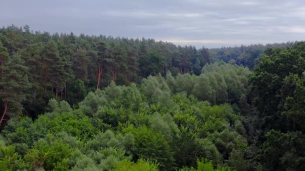 美しい森 夏に混ざった木の頂上を飛ぶ グリーン自然の背景 ウッドランドの大気 エアリアルビュー — ストック動画